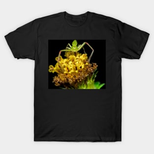 Unique and organic photo of a spider waiting on the flower for the next prey T-Shirt